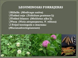 LEGUMINOSAS FORRAJERAS
                         
Alfalfa (Medicago sativa)
Trébol rojo (Trifolium pratense L)
Trébol blanco (Melilotus alba L)
Veza (Vicia atropurpurea, V. villosa)
 Frijol terciopelo o mucuna:
(Mucunadeeringiannum)
 