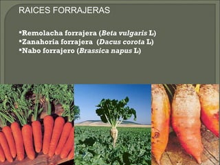 RAICES FORRAJERAS

Remolacha forrajera (Beta vulgaris L)
Zanahoria forrajera (Dacus corota L)
Nabo forrajero (Brassica napus L)
 