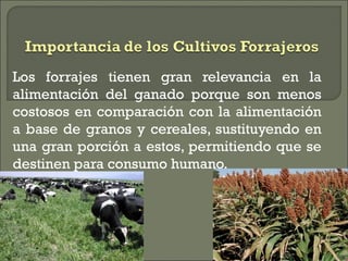 Los forrajes tienen gran relevancia en la
alimentación del ganado porque son menos
costosos en comparación con la alimentación
a base de granos y cereales, sustituyendo en
una gran porción a estos, permitiendo que se
destinen para consumo humano.
 