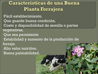 Fácil establecimiento.
•Que guarde buena condición.
•Costo y disponibilidad de semilla o partes
vegetativas.
•Que sea persistente
•Estabilidad y aumento de la producción de
forraje.
•Alto valor nutritivo.
•Buena palatabilidad.
 