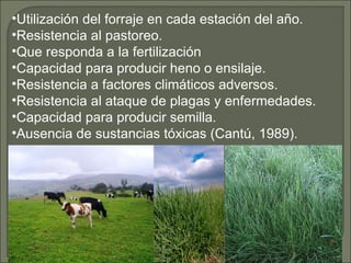 •Utilización del forraje en cada estación del año.
•Resistencia al pastoreo.
•Que responda a la fertilización
•Capacidad para producir heno o ensilaje.
•Resistencia a factores climáticos adversos.
•Resistencia al ataque de plagas y enfermedades.
•Capacidad para producir semilla.
•Ausencia de sustancias tóxicas (Cantú, 1989).
 