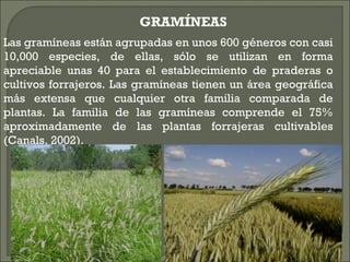 GRAMÍNEAS
Las gramíneas están agrupadas en unos 600 géneros con casi
10,000 especies, de ellas, sólo se utilizan en forma
apreciable unas 40 para el establecimiento de praderas o
cultivos forrajeros. Las gramíneas tienen un área geográfica
más extensa que cualquier otra familia comparada de
plantas. La familia de las gramíneas comprende el 75%
aproximadamente de las plantas forrajeras cultivables
(Canals, 2002).
 