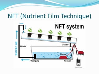 NFT (Nutrient Film Technique)
 