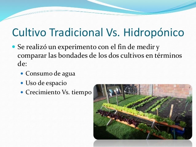 Cultivos hidropónicos