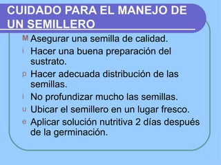 CUIDADO PARA EL MANEJO DE
UN SEMILLERO
  M Asegurar    una semilla de calidad.
  i   Hacer una buena preparación del
      sustrato.
  p   Hacer adecuada distribución de las
      semillas.
  i   No profundizar mucho las semillas.
  u   Ubicar el semillero en un lugar fresco.
  e   Aplicar solución nutritiva 2 días después
      de la germinación.
 