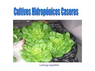 Cultivos Hidropónicos Caseros Lechuga española 