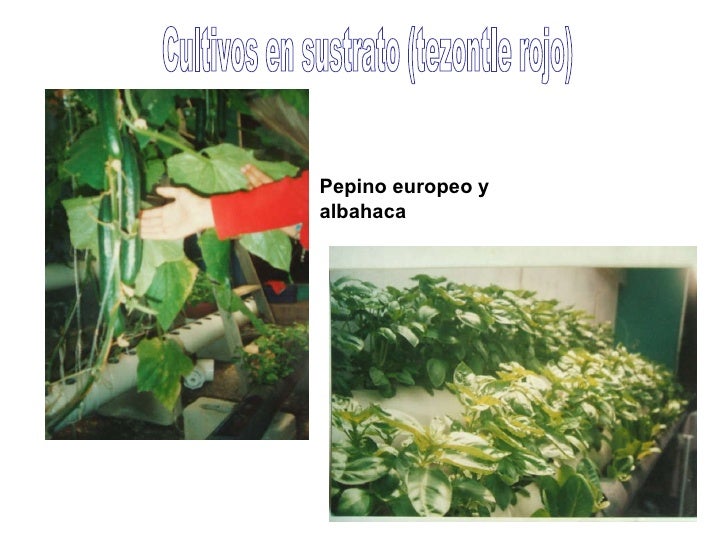 Sistema De Cultivo Hidropnico Casero Nft