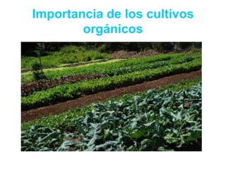 Importancia de los cultivos
orgánicos
 
