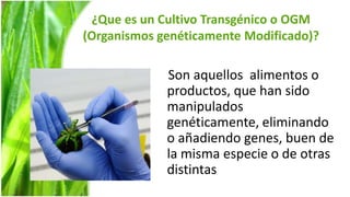 ¿Que es un Cultivo Transgénico o OGM
(Organismos genéticamente Modificado)?

             Son aquellos alimentos o
             productos, que han sido
             manipulados
             genéticamente, eliminando
             o añadiendo genes, buen de
             la misma especie o de otras
             distintas
 