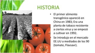 HISTORIA
    • El primer alimento
      transgénico apareció en
      China en 1983; Era una
      planta de tabaco resistente
      a ciertos virus y se empezó
      a cultivar en 1992.
    • Se introdujo en el mercado
      EE.UU a mediados de los 90
      (tomate, Flavsavr).
 