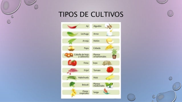 Ciclo De Corte