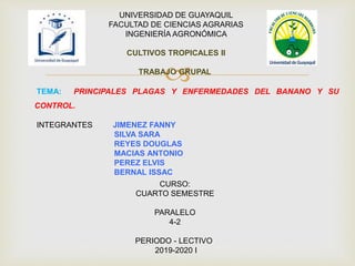 
UNIVERSIDAD DE GUAYAQUIL
FACULTAD DE CIENCIAS AGRARIAS
INGENIERÍA AGRONÓMICA
CULTIVOS TROPICALES II
TRABAJO GRUPAL
TEMA: PRINCIPALES PLAGAS Y ENFERMEDADES DEL BANANO Y SU
CONTROL.
INTEGRANTES: JIMENEZ FANNY
SILVA SARA
REYES DOUGLAS
MACIAS ANTONIO
PEREZ ELVIS
BERNAL ISSAC
CURSO:
CUARTO SEMESTRE
PARALELO
4-2
PERIODO - LECTIVO
2019-2020 I
 