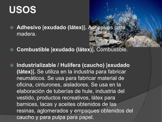 Cultivos y agropecuarios