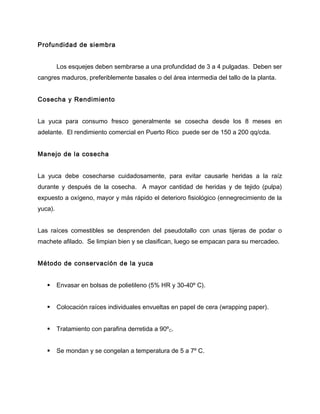 Profundidad de siembra
Los esquejes deben sembrarse a una profundidad de 3 a 4 pulgadas. Deben ser
cangres maduros, preferiblemente basales o del área intermedia del tallo de la planta.
Cosecha y Rendimiento
La yuca para consumo fresco generalmente se cosecha desde los 8 meses en
adelante. El rendimiento comercial en Puerto Rico puede ser de 150 a 200 qq/cda.
Manejo de la cosecha
La yuca debe cosecharse cuidadosamente, para evitar causarle heridas a la raíz
durante y después de la cosecha. A mayor cantidad de heridas y de tejido (pulpa)
expuesto a oxígeno, mayor y más rápido el deterioro fisiológico (ennegrecimiento de la
yuca).
Las raíces comestibles se desprenden del pseudotallo con unas tijeras de podar o
machete afilado. Se limpian bien y se clasifican, luego se empacan para su mercadeo.
Método de conservación de la yuca
 Envasar en bolsas de polietileno (5% HR y 30-40º C).
 Colocación raíces individuales envueltas en papel de cera (wrapping paper).
 Tratamiento con parafina derretida a 90ºC.
 Se mondan y se congelan a temperatura de 5 a 7º C.
 