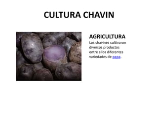 CULTURA CHAVIN

         AGRICULTURA
         Los chavines cultivaron
         diversos productos
         entre ellos diferentes
         variedades de papa.
 