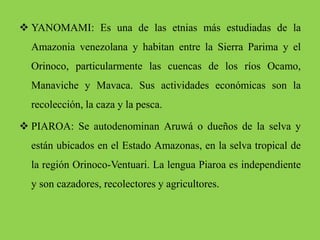  YANOMAMI: Es una de las etnias más estudiadas de la
Amazonia venezolana y habitan entre la Sierra Parima y el
Orinoco, particularmente las cuencas de los ríos Ocamo,
Manaviche y Mavaca. Sus actividades económicas son la
recolección, la caza y la pesca.
 PIAROA: Se autodenominan Aruwá o dueños de la selva y
están ubicados en el Estado Amazonas, en la selva tropical de
la región Orinoco-Ventuari. La lengua Piaroa es independiente
y son cazadores, recolectores y agricultores.
 
