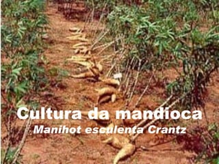 Cultura da mandioca Manihot esculenta Crantz 