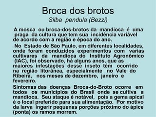 Broca dos brotos Silba  pendula (Bezzi) A mosca  ou broca-dos-brotos da  mandioca  é  uma   praga  da cultura que tem sua  incidência variável de acordo com a região e época do ano. No  Estado de São Paulo, em diferentes localidades, onde  foram  conduzidos  experimentos  com  varias cultivares  da  mandioca  do  Instituto  Agronômico  (IAC), foi observado, há alguns anos, que as maiores  infestações  desse  inseto  têm  ocorrido  na  região  litorânea,  especialmente  no  Vale  do  Ribeira,  nos meses de dezembro,  janeiro  e  fevereiro.  Sintomas das  doenças  Broca-do-Broto  ocorre  em todos  os  municípios  do  Brasil  onde  se cultiva  a mandioca.  Seu ataque é notável,  pois a gema apical é o local preferido para sua alimentação.  Por motivo da larva  ingerir pequenas porções próximo do ápice (ponta) os ramos morrem.   