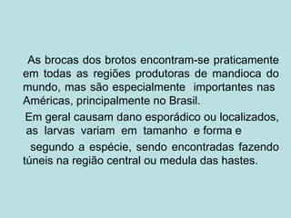 As brocas dos brotos encontram-se praticamente em todas as regiões produtoras de mandioca do mundo, mas são especialmente  importantes nas  Américas, principalmente no Brasil.  Em geral causam dano esporádico ou localizados,  as  larvas  variam  em  tamanho  e forma e segundo a espécie, sendo encontradas fazendo túneis na região central ou medula das hastes. 