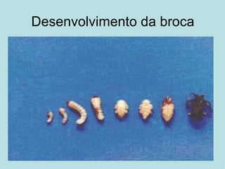 Desenvolvimento da broca 