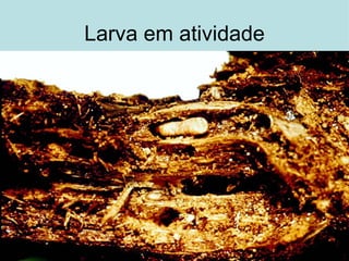 Larva em atividade 