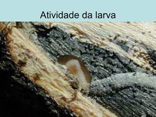 Atividade da larva 