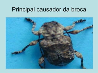 Principal causador da broca 