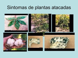 Sintomas de plantas atacadas 