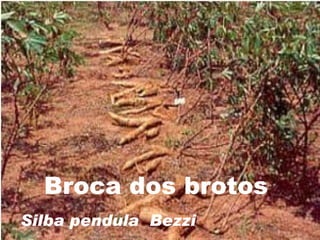 Broca dos brotos   Silba pendula  Bezzi   