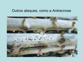 Outros ataques, como a Antracnose 