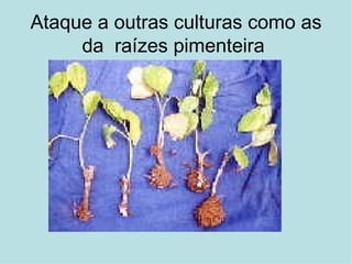 Ataque a outras culturas como as da  raízes pimenteira     