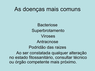 As doenças mais comuns Bacteriose Superbrotamento Viroses Antracnose Podridão das raizes Ao ser constatada qualquer alteração  no estado fitossanitário, consultar técnico ou órgão competente mais próximo. 