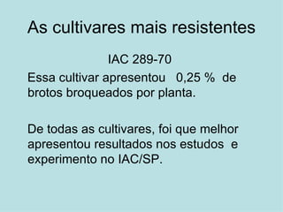 As cultivares mais resistentes IAC 289-70  Essa cultivar apresentou  0,25 %  de brotos broqueados por planta. De todas as cultivares, foi que melhor apresentou resultados nos estudos  e experimento no IAC/SP. 