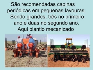 São recomendadas capinas  periódicas em pequenas lavouras.  Sendo grandes, três no primeiro ano e duas no segundo ano. Aqui plantio mecanizado  