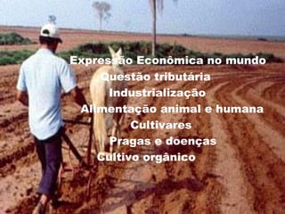 Expressão Econômica no mundo Questão tributária Industrialização Alimentação animal e humana Cultivares Pragas e doenças Cultivo orgânico 
