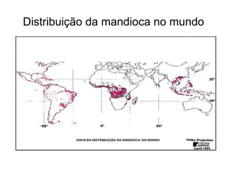 Distribuição da mandioca no mundo 