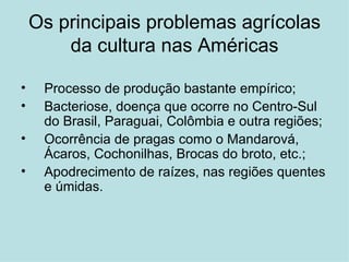 Os principais problemas agrícolas da cultura nas Américas Processo de produção bastante empírico; Bacteriose, doença que ocorre no Centro-Sul do Brasil, Paraguai, Colômbia e outra regiões; Ocorrência de pragas como o Mandarová, Ácaros, Cochonilhas, Brocas do broto, etc.; Apodrecimento de raízes, nas regiões quentes e úmidas. 