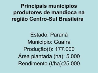 Principais municípios produtores de mandioca na região Centro-Sul Brasileira   Estado: Paraná Município: Guaíra Produção(t): 177.000 Área plantada (ha): 5.000 Rendimento (t/ha):25.000 