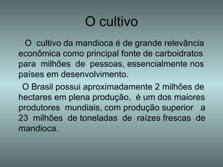 O cultivo O  cultivo da mandioca é de grande relevância econômica como principal fonte de carboidratos para  milhões  de  pessoas, essencialmente nos países em desenvolvimento.  O Brasil possui aproximadamente 2 milhões de hectares em plena produção,  é um dos maiores produtores  mundiais, com produção superior  a 23  milhões  de toneladas  de  raízes frescas  de mandioca.  