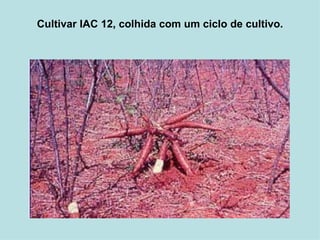 Cultivar IAC 12, colhida com um ciclo de cultivo.   