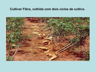 Cultivar Fibra, colhida com dois ciclos de cultivo.   