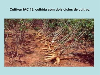   Cultivar IAC 13, colhida com dois ciclos de cultivo.   