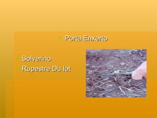 Porta Enxerto Solverino Rupestre Du lot 