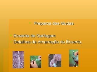 Preparos das Mudas Enxertia de Garfagem Detalhes da Amarração do Enxerto. 