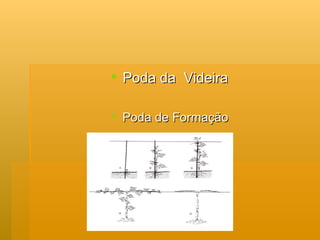 Poda da  Videira Poda de Formação 