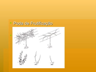 Poda de Frutificação 