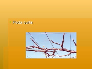Poda curta 