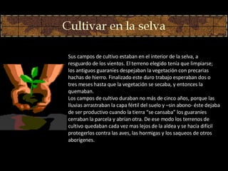 Su s  campo s  de cultivo estaban en el interior de la selva, a resguardo de los vientos. El terreno elegido ten í a que limpiarse; los antiguos guaraníes despejaban la vegetación con precarias  hachas de hierro. Finalizado este duro trabajo esperaban dos o tres meses  h asta que la vegetación se secaba, y enton c es la quemaba n . Los campos de cultivo duraban no m á s de cinco años, porque las lluvias arrastraban la capa fértil del suelo y –sin abono-  é ste dejaba de ser productivo cuando la tierra “se cansaba” los guaraníes  c erraban la parcela y abrían otra . D e ese modo los terrenos de cultivo quedaban cada ve z  mas lejos de la aldea y se hac í a difícil protegerlos contra las aves, las hormiga s  y los saqueos de otros aborígenes. 