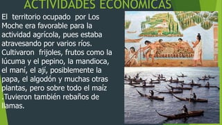 ACTIVIDADES ECONOMICAS
El territorio ocupado por Los
Moche era favorable para la
actividad agrícola, pues estaba
atravesando por varios ríos.
Cultivaron frijoles, frutos como la
lúcuma y el pepino, la mandioca,
el maní, el ají, posiblemente la
papa, el algodón y muchas otras
plantas, pero sobre todo el maíz
.Tuvieron también rebaños de
llamas.
 