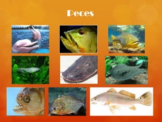 Peces
 